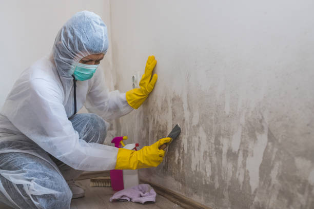 Best Mold Damage Restoration  in Evansburg, PA